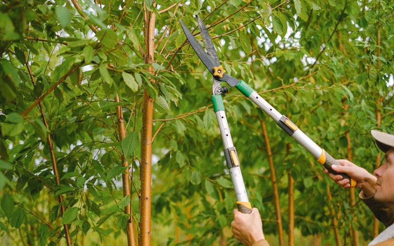 Tree trimming in Rice, TX