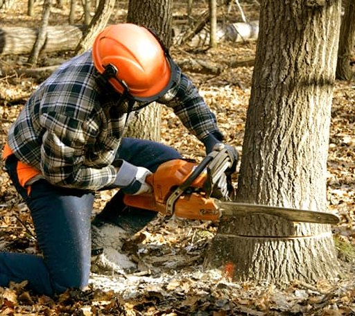 Tree Removal in Rice, TX